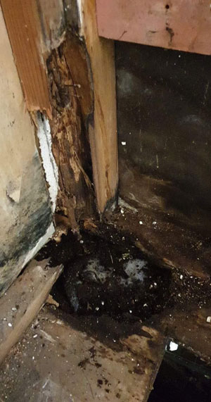 another-image-showing-rot-under-shower-of-a-house-in-auckland-being-renovated-by-MMA-Home-Maintenance